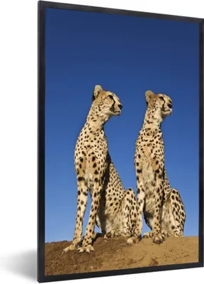 Produktbild von MuchoWow® Gerahmtes Poster Wilde Geparden 60x90 cm - Poster mit Schwarzem Bilderrahmen Wandposter Rahmen Foto Bilder - Kunst