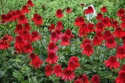 Image de 6 x Echinacea purp. 'Eccentric'® - Sonnenhut - Topf 9 x 9 cm