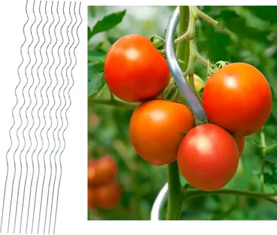 Produktbild von Tomatenspiralstab Pflanzstab Spiralstäbe10er Set 170cm Rankhilfe