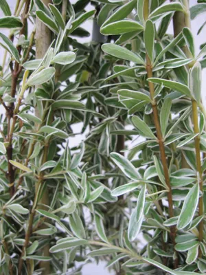 Produktbild von Spiegelbusch Variegata - Coprosma kirkii Variegata - 30-40cm