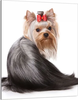 Produktbild von Herdabdeckplatte 40x52 Glaskeramikkochfeld Abdeckung Spritzschutz Glasplatte Deko Schneidebrett, Hund Yorkshire