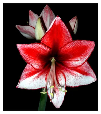 Produktbild von Amarylliszwiebeln: Ritterstern (Amaryllis) – Hippeastrum "Stardust" 1 Zwiebel