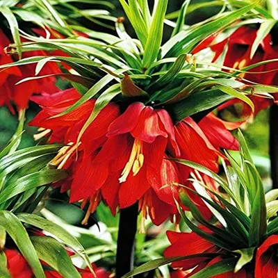 Produktbild von Blumenzwiebeln Zwiebeln Blumen Fritillaria Schachblume Red Beauty 1 St.