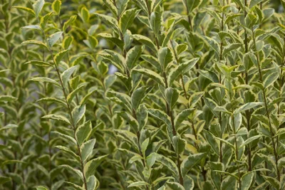 Produktbild von Goldliguster Aureum 15-30 cm, wurzelnackt - Ligustrum ovalifolium