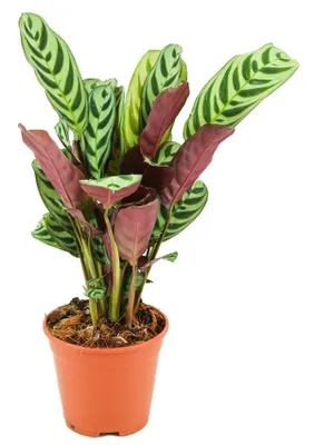 Produktbild von Zynesflora Ctenanthe Burle-Marxii Amabilis im Ø 14 cm Pflanzentopf - Höhe: 35 - 40 cm - Pfeilwurz Gebetspflanze Luftreinigende Zimmerpflanze