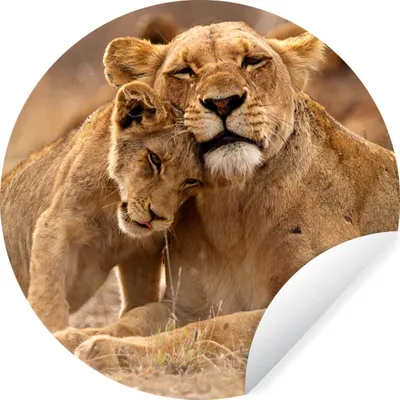 Produktbild von MuchoWow® Runde Wandtattoo - Wandsticker Tapete Aufkleber Löwe - Wilde Tiere - Jungtier Ø 100 cm Selbstklebend und Repositionierbar - Wandaufkleber - Kreis - Tapetenkreis - Wandbild rund - Schlafzimmerdekoration - Wanddeko - runde Tapete - Kunst für zu Hause