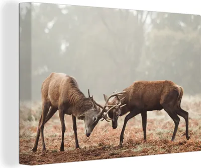 Produktbild von OneMillionCanvasses® - Leinwandbilder - 140x90 cm, Hirsche - Wald - Gras, Wandbilder Kunstdruck Wanddekoration