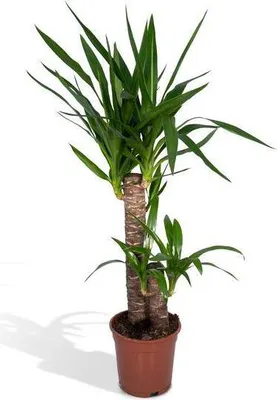 Immagine prodotto di Yucca Elephantipes, pianta da appartamento Ø17cm Ø85cm - acquista questa pianta