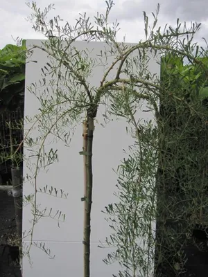 Produktbild von Hochstamm Erbsenstrauch Walker - Caragana arborescens - Stamm 125cm + Krone