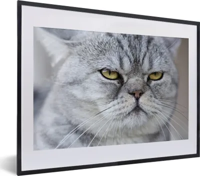 Produktbild von MuchoWow® MuchoWow® Gerahmtes Poster Tier - Katze - Grau 40x30 cm - Poster mit zchwarzem Bilderrahmen - Bilderrahmen - Poster im Rahmen