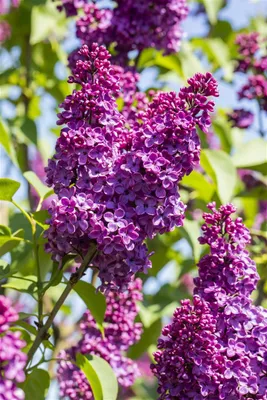 Produktbild von Syringa vulgaris 'Sarah Sands', Flieder, lila, 40–60 cm