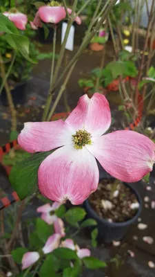 Image de Cornus florida 'Rubra' / Cornouiller de Floride