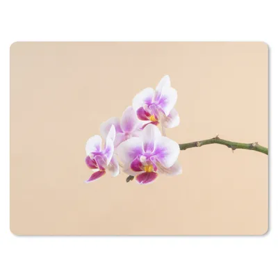 Produktbild von MuchoWow® Mauspad Mousepad Weiße und rosa Orchidee 23x19 cm - Mousepads - Maus Mat - Pad - Mausunterlage - Schreibtischunterlage - Mauspad