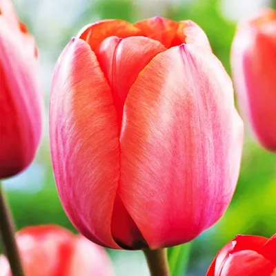 Obrázek produktu pro Tulipány Cibulky Cibulky Květiny Darwin Tulipán Apricot Impression 5 ks.