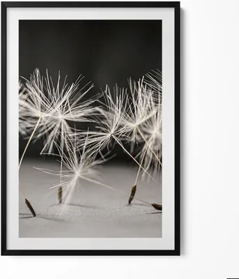 Produktbild von Zarte Pollen eines Löwenzahns– Wandbild mit Rahmen – Gerahmtes Bild  – Wanddekoration – 70x100 cm –  Schwarz Rahmen