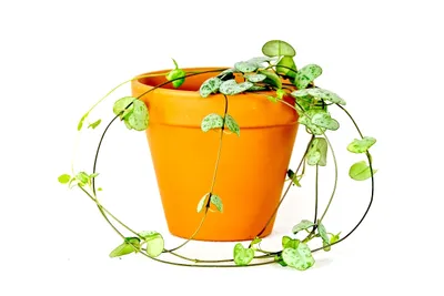 Obrázok produktu pre Gardners Ceropegia woodii, priemer 8,5 cm