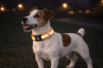 Obrázok produktu pre Náhrdelník Flamingo Halsband Fierro, farba: neonová oranžová, veľkosť: S