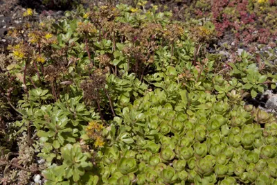 Produktbild von Sedum spurium, Teppichsedum, ca. 9x9 cm Topf, pflegeleicht