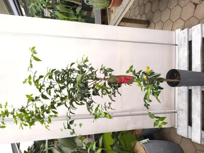 Produktbild von Pitanga Eugenia uniflora 130-180 cm Surinamkirsche Kirschmyrte Obst lecker Vitamine Früchte Pflanze Obstbaum