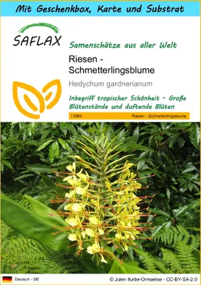 Produktbild von SAFLAX Geschenk Set - Riesen - Schmetterlingsblume - Hedychum gardnerianum - 10 Samen - Mit Geschenkbox, Versandaufkleber, Geschenkkarte und Anzuchtsubstrat