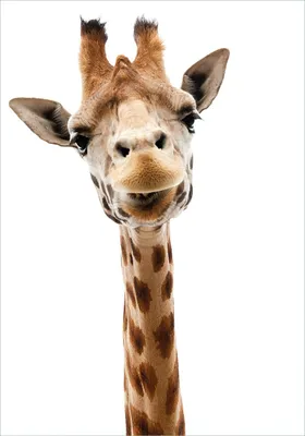 Produktbild von Wallario Poster - Giraffenkopf, Kunstdruck Größe: 70 x 100 cm