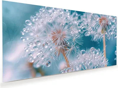 Produktbild von Glasbild 60x30cm in XXL für Wohnzimmer, Schlafzimmer Motiv Wassertropfen Pusteblume