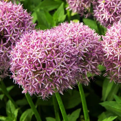 Zdjęcie produktu dla Allium Czosnek Ozdobny Atlas 1 szt. Cebulki Kwiatowe Czosnki Ozdobne