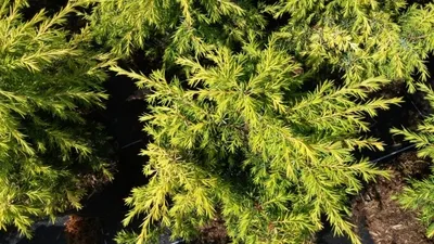 Produktbild von Juniperus communis Schneverdinger Goldmachangel - Säulenwacholder - 40-60