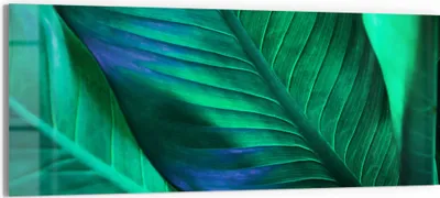 Produktbild von DEQORI Glasbild Echtglas 125x50 cm 'Tropenblattstruktur' Wandbild Bild modern Deko