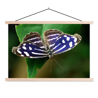 Produktbild von MuchoWow® Textilposter Blauer Meerbusenfalter 60x40 cm mit holzfarbenen Rahmen - Bilder