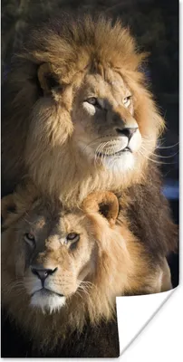 Produktbild von MuchoWow® Poster Löwen - Jagd - Wilde Tiere 60x120 cm - Wandschmuck