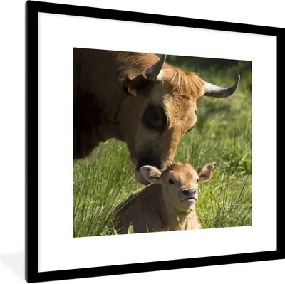 Produktbild von MuchoWow® Gerahmtes Poster Kuh - Gras - Horn - Kalb 40x40 cm - Poster mit Schwarzem Bilderrahmen Wandposter Rahmen Foto Bilder - Poster - Plakat im Rahmen