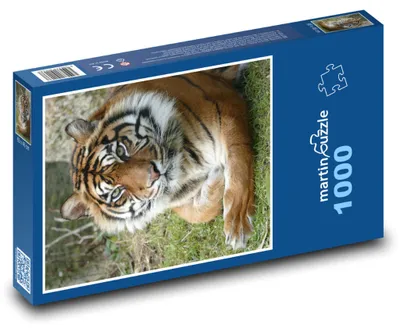 Obrázek produktu pro Puzzle 1000 Ostražitý tygr - martinpuzzle