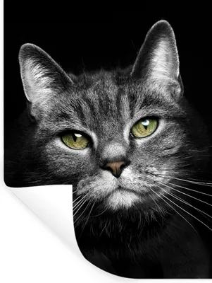 Produktbild von MuchoWow® Wandtattoo Wandsticker Wandaufkleber Haustiere - Katze - Tiere - Schwarz - Weiß 60x80 cm Selbstklebend und Repositionierbar - Repositionierbar - Wasser abweisend