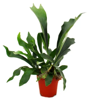 Produktbild von Platycerium bifurcatum – Hornfarn im 12-cm-Topf