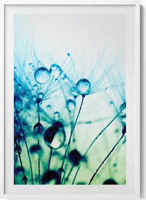 Produktbild von Tautropfen auf Gebläse– Wandbild mit Rahmen – Gerahmtes Bild  – Wanddekoration – 70x100 cm –  Weiß Rahmen
