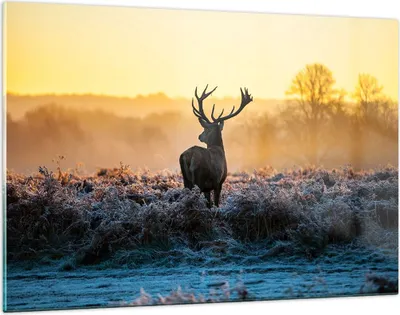 Produktbild von Bilder auf glas - Feld Nebel Natur Baum - 120x80cm - Glasbilder - Wandbilder - Kunstdruck - zum Aufhängen bereit - Wanddekoration aus Glas - Glas Bilder - Wandbild auf Glas - GAA120x80-2428