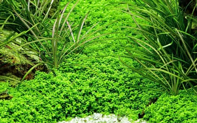 Produktbild von Aquarium Pflanze Hemianthus callitrichoides Tropica Nr.048B TC in Vitro