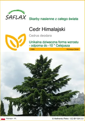 Zdjęcie produktu dla SAFLAX - Cedr Himalajski - 35 Nasiona - Cedrus deodara