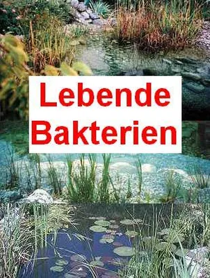 Produktbild von 100 g lebende Bakterien + 1 Seerose für den Teich