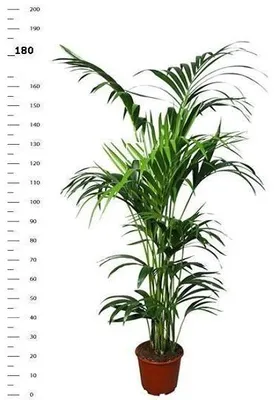 Immagine prodotto di Palma Kentia 180-190 cm Howea forsteriana