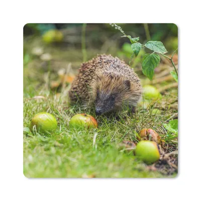 Produktbild von MuchoWow® Mauspad Mousepad Igel - Apfel - Wald 20x20 cm - Mousepads - Maus Mat - Pad - Mausunterlage - Desk Mat - Bureauartikeln