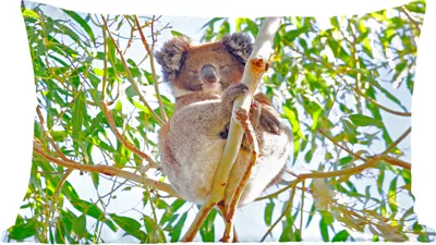 Produktbild von MuchoWow® Zierkissen Sofakissen Wohnzimmer Dekokissen 60x40 cm Koala - Luft - Kinder - Jungen - Mädchen - Kopfkissen - Polster mit Foto
