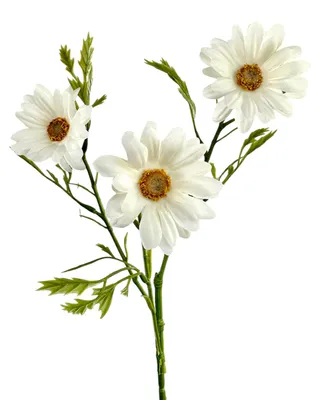 Produktbild von Kunstblume Margeritenzweig ca. 45cm. Margerite mit 3 Blüten Creme-Weiß