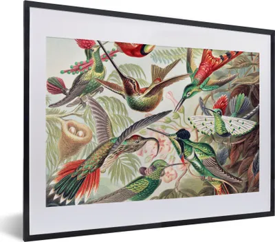 Produktbild von MuchoWow® Gerahmtes Poster Kolibri - Vintage - Ernst Haeckel - Vogel - Kunst - Natur 40x30 cm - Poster mit Schwarzem Bilderrahmen Wandposter Rahmen Foto Bilder - Bilderrahmen - Poster im Rahmen