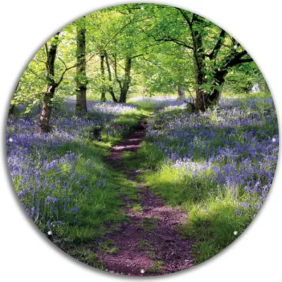 Produktbild von Wallario rundes Outdoor-Poster für Garten oder Balkon, Motiv Blaues Hasenglöckchen im Wald, 60 cm Durchmesser