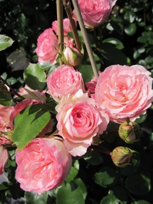 Produktbild von Kletterrose Mini Eden Rose® - Rosa Mini Eden Rose® - zartrosa - Duft+ - Meilland-Rose