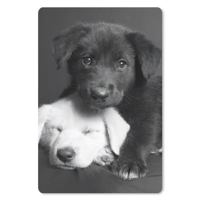 Produktbild von MuchoWow® Mauspad Mousepad Hunde - Welpe - Schwarz - Weiß - Tiere 18x27 cm - Mousepads - Maus Mat - Pad - Mausunterlage