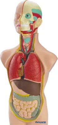 Immagine prodotto di Set anatomia umana 11 pezzi 50 cm minilandia