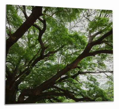 Produktbild von Wallario Herdabdeckplatte aus Glas, Größe 60 x 52 cm 1-teilig, Motiv Gigantischer Regenbaum von unten